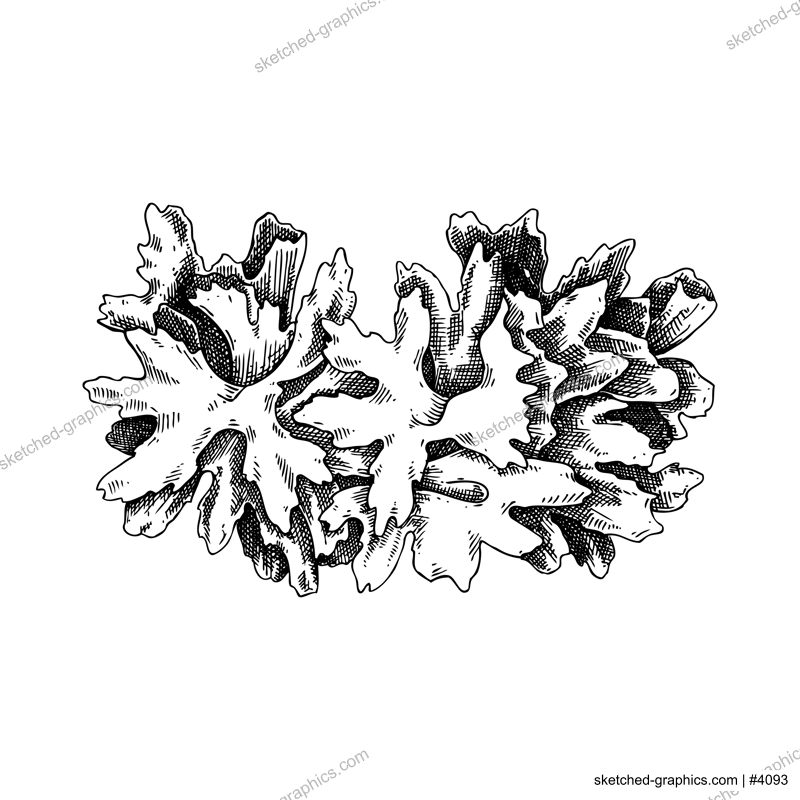 Snow fungus sketch. Edible fungus illustration. Fungal protein, mycoprotein source. Tremella mushroom drawing isolated on white. Healthy food, plant-based meat substitutes design element