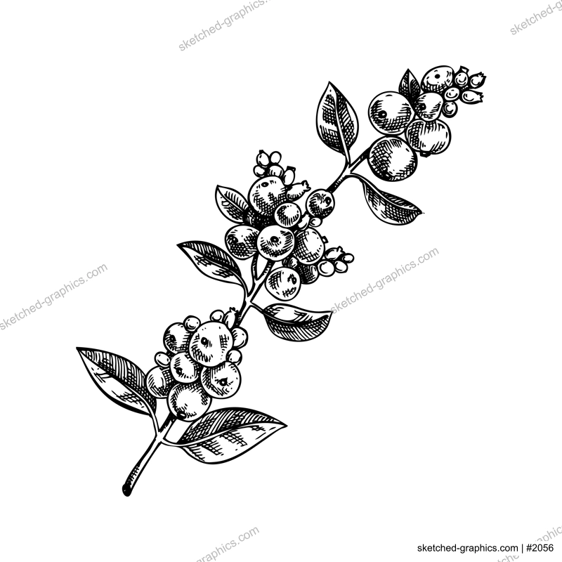 Snowberry sketch. Evergreen plant drawing. Winter tree branch with white berries hand-drawn vector illustration. Christmas design element. NOT AI genereted