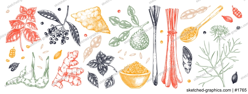 Hand drawn spices vector illustrations. Basil, galangal, cumin, cilantro, turmeric, lemongrass, lime sketches. Kitchen herbs collection. Food design elements NOT AI generated