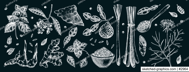 Hand drawn spices vector illustrations. Basil, galangal, cumin, cilantro, tumeric, lemongrass, lime sketches. Kitchen herbs chalk drawings. Food design elements NOT AI generated