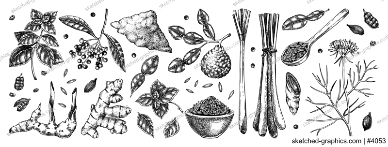 Hand drawn spices vector illustrations. Basil, galangal, cumin, cilantro, tumeric, lemongrass, lime sketches. Kitchen herbs collection. Food design elements NOT AI generated