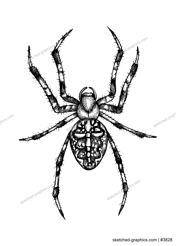 Spider vector sketch. Hand drawn wildlife illustration in engraved style. Arachnid isolated on white background. Black contoured tarantula - animal drawing for print, poster, card, cover, tattoo desig