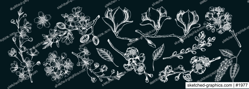 Spring blooming branches chalk drawings. Hand-drawn botanical illustrations. Floral design elements. NOT AI genereted