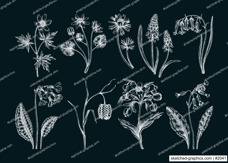 Spring flower sketches. Hand-drawn botanical set with wildflowers. Cowslip, bluebell, grape hyacinth, hellebore, fritillary, winter aconite floral drawings. Floral illustrations on chalkboard
