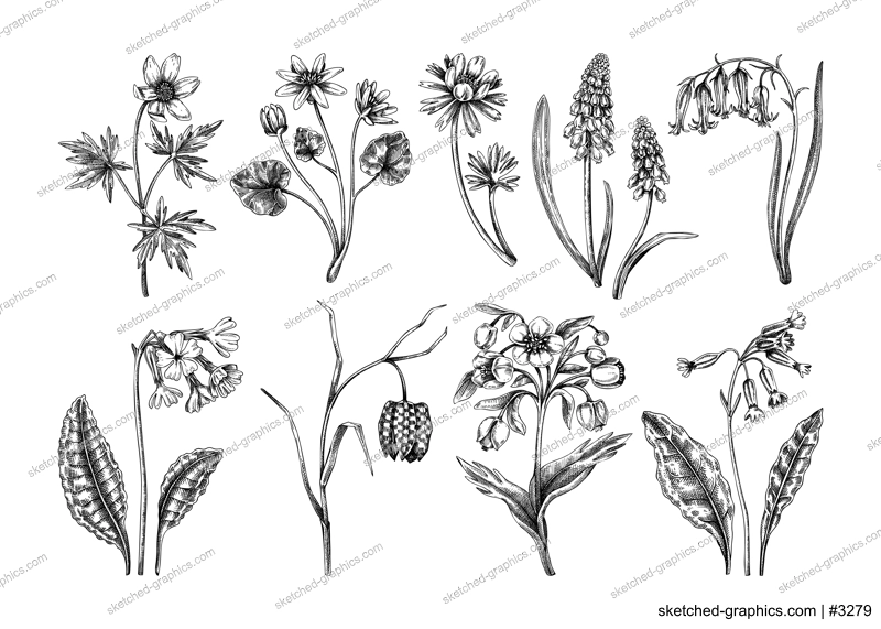 Spring flower sketches. Hand-drawn botanical set with wildflowers. Cowslip, bluebell, grape hyacinth, hellebore, fritillary, winter aconite floral drawings. Floral illustration on white background