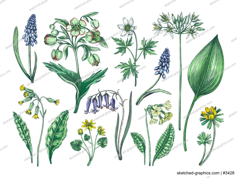 Spring flower sketches. Hand-drawn vector illustrations. Woodland wildflowers. Cowslip, bluebell, grape hyacinth, hellebore, winter aconite. Floral design in color