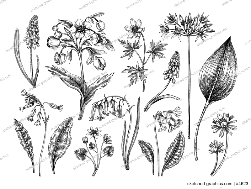 Spring flower sketches. Hand-drawn vector illustrations. Woodland wildflowers. Cowslip, bluebell, grape hyacinth, hellebore, winter aconite. Floral design 