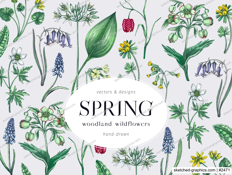 Colorful spring flowers background. Woodland flower, greenery, forest plants sketches. Botanical design in color. Wildflowers frame. Hand-drawn vector illustrations, NOT AI generated