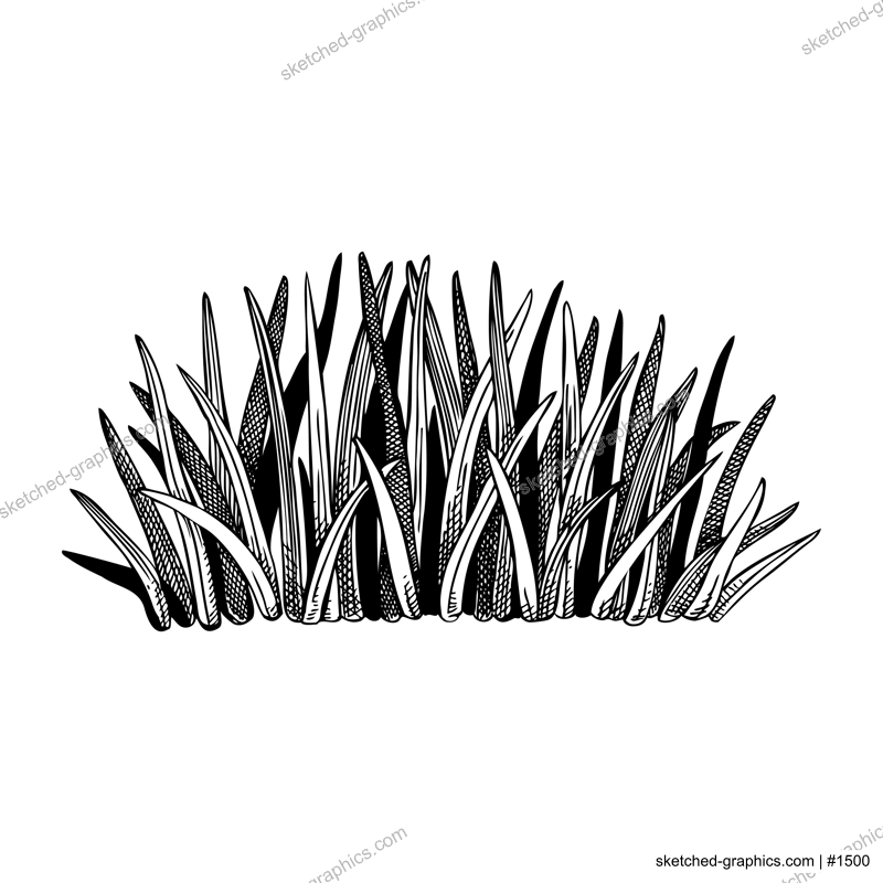 Spring meadow and grass drawing in engraved style. Field plants sketch. Decorative wild leaves vector illustration isolated on white background