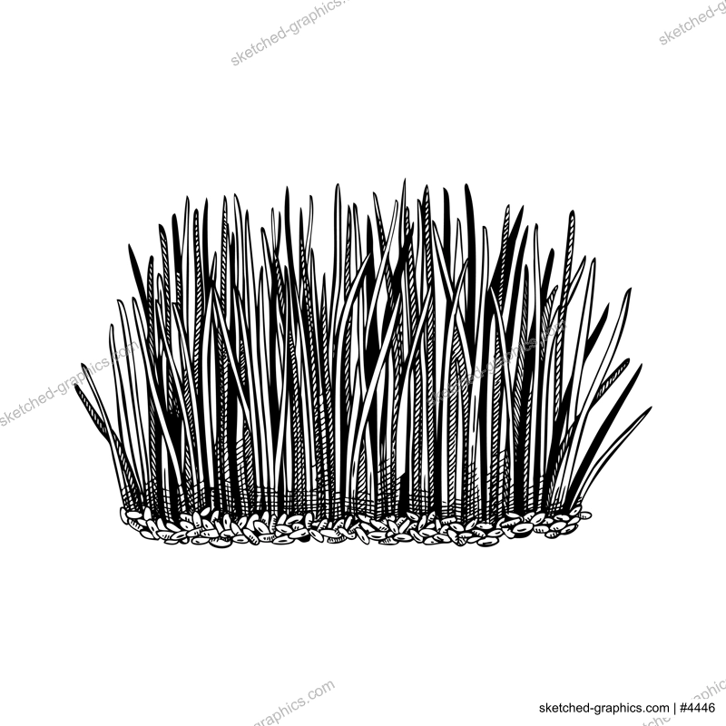 Spring meadow and grass drawing in engraved style. Field plants sketch. Decorative wild leaves vector illustration isolated on white background