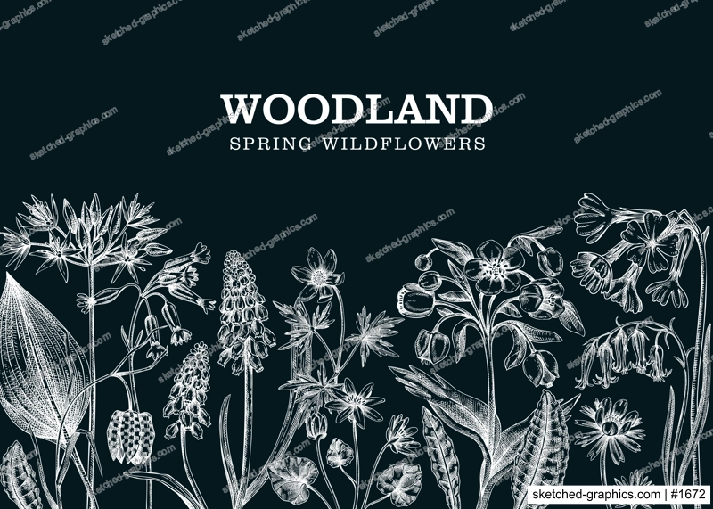Spring banner with meadows and wildflowers. Easter frame on chalkboard. Woodland plants and flowers sketches. Cowslip, bluebell, grape hyacinth, hellebore, fritillary, wood anemone botanical design