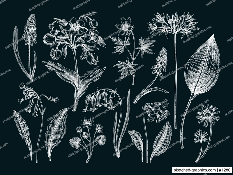 Spring flower sketches. Hand-drawn vector illustrations. Woodland wildflowers. Cowslip, bluebell, grape hyacinth, hellebore, winter aconite. Floral design on chalkboard