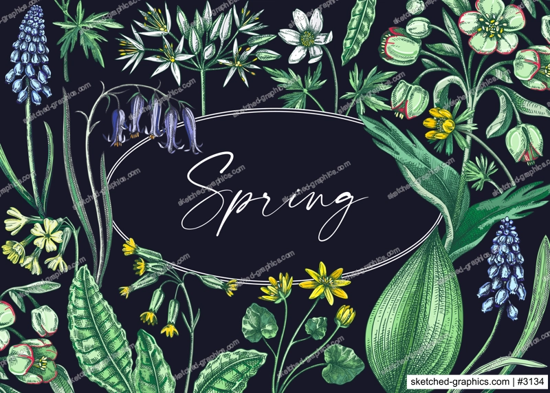 Spring wildflowers background. Woodland wild flower sketches. Hand-drawn vector illustrations. Cowslip, bluebell, grape hyacinth, hellebore, winter aconite. Floral frame design