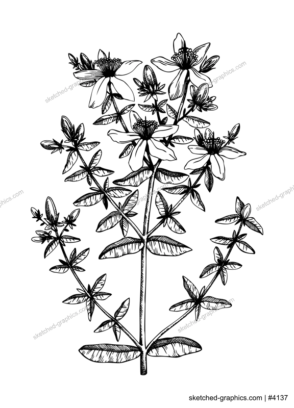 Hand sketched St John's wort illustration with leaves and flowers. Hand-drawn medical herbs and weeds. Engraved style botanical St John's wort drawing. Herbal medicine and tea ingredients