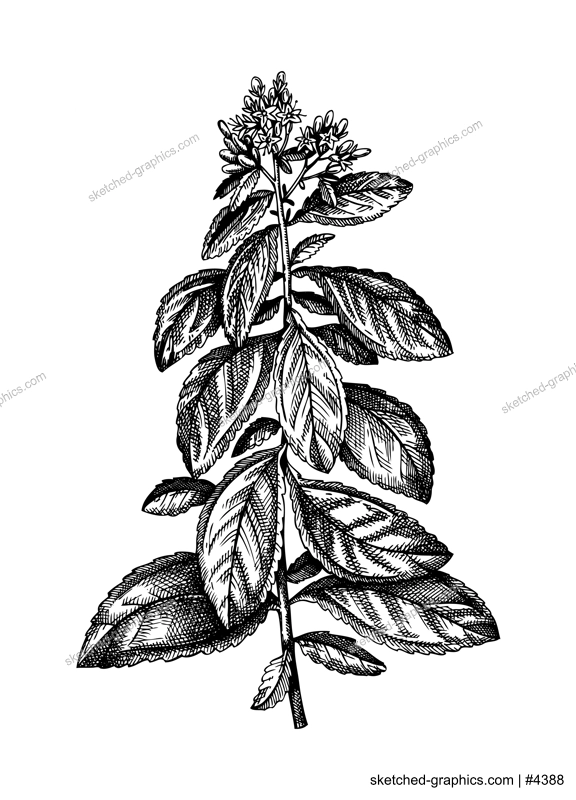 Stevia vector illustrations. Hand-sketched sweetener and sugar substitute  drawing. Medicinal plant with leaves and flowers sketch. Organic vegetarian product. Perfect for packaging, label, brands. 