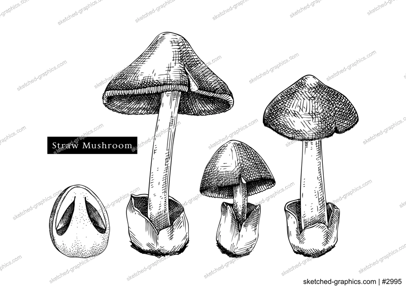 Straw mushroom sketches set. Edible fungus illustrations. Fungal protein, mycoprotein source. Edible mushroom drawing isolated on white. Healthy food and plant-based meat substitutes design element