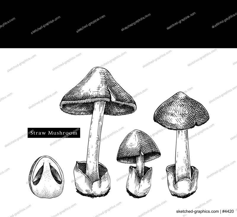 Straw mushroom sketches set. Edible fungus illustrations. Fungal protein, mycoprotein source. Edible mushroom drawing isolated on white. Healthy food and plant-based meat substitutes design element