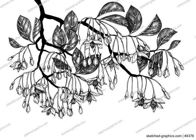 Hand drawn illustration of blooming Styrax isolated on white background. Tropical plant with leaves and flowers in sketch style. Perfumery and cosmetics ingredient drawing. Ornamental garden design