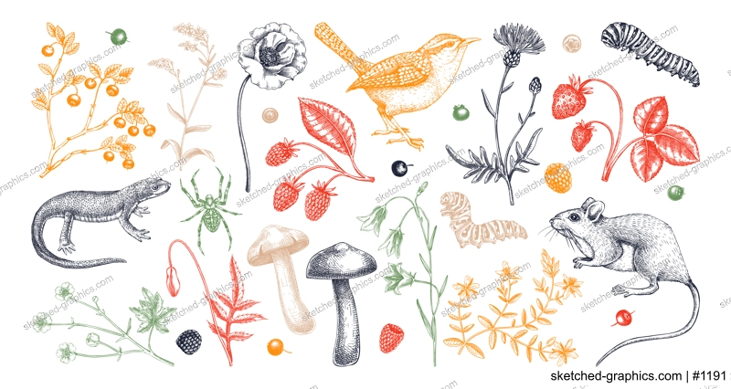 Summer design elements in sketched style. Botanical drawings of wildflowers, herbs, meadows, berries, animals and birds. Vintage wildlife hand-drawn illustrations. Field plants sketches in color