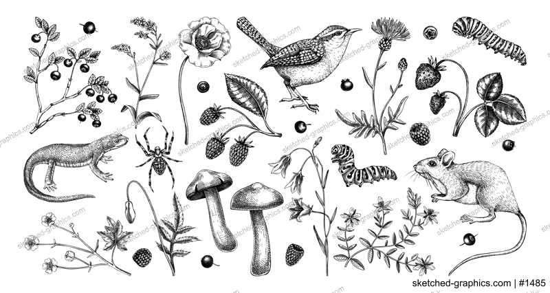 Summer design elements in sketched style. Botanical drawings of wildflowers, herbs, meadows, berries, animals and birds. Vintage wildlife hand-drawn illustrations. Field plants sketches on white