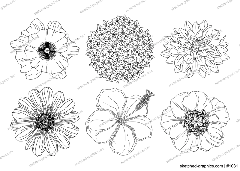Collection set of summer flowers. Poppy, hydrangea, dahlia, peony, hibiscus, aster buds. Botanical line art illustrations collection. Perfect for logo, posters, invitation and greeting card design.