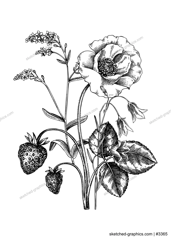 Summer flowers bouquet in sketch style. Botanical drawings with strawberry, bluebell, poppy and forgot-me-not. Vintage wildflowers hand-drawn illustrations for wedding invitations or decoration