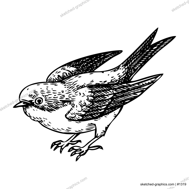 Decorative swallow bird sketch. Hand drawn vector illustration. Vintage swift bird. NOT AI generated