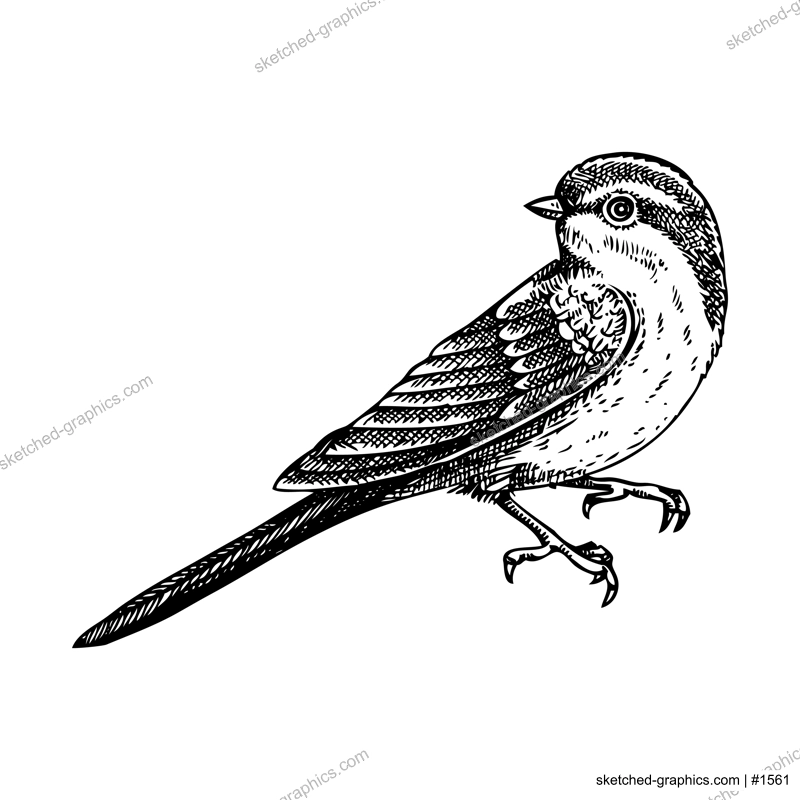 Decorative swallow bird sketch. Hand drawn vector illustration. Vintage swift bird. NOT AI generated