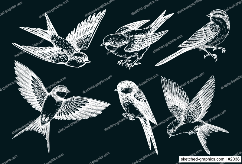 Decorative bird sketches. Hand-drawn swallow illustration. Vector flying bird chalk drawings. Wildlife design elements. NOT AI generated