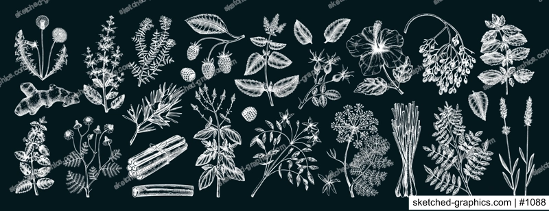 Hand drawn tea ingredients collection on chalkboard. Botanical illustration of fruits, flowers, leaves, and herbs for recipe, menu, label, icon, packaging. Herbal tea ingredients set