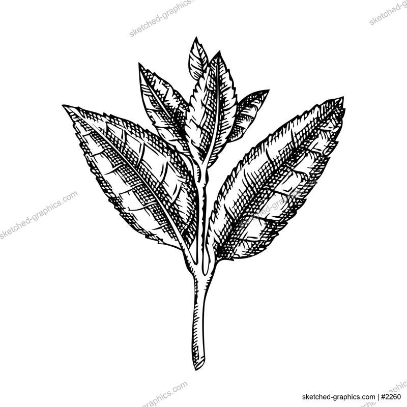 Hand-sketched tea leaves illustrations. Vector sketch of tea plant isolated on white. Vintage Camelia leaves drawing for tea brands, packaging, logos design
