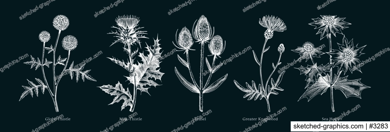 Vector botanical illustrations collection. Decorative thistle plant in sketch style. Hand drawn summer flower sketch. Coast wildflower drawing on chalkboard. Floral design element. 