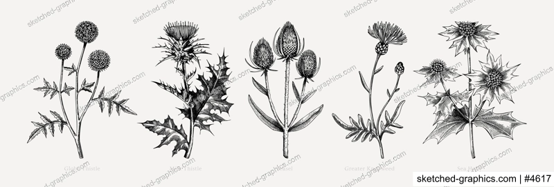 Vector botanical illustrations collection. Decorative thistle plant in sketch style. Hand drawn summer flower sketch. Coast wildflower drawing isolated on white background. Floral design element. 