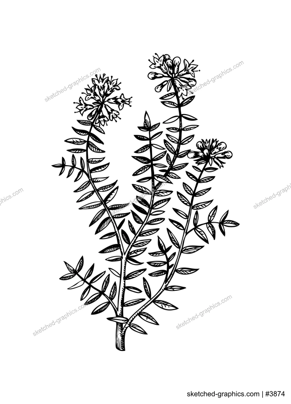 Hand sketched thyme illustration with leaves and flowers. Hand-drawn medical herbs and spices. Engraved style botanical illustration. Herbal medicine and tea ingredients