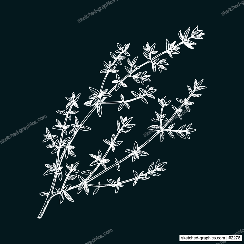Thyme sketch. Apothecary plant, kitchen herbs drawing. Herbal remedies, medicinal plant, natural medicine hand-drawn vector illustration. NOT AI genereted