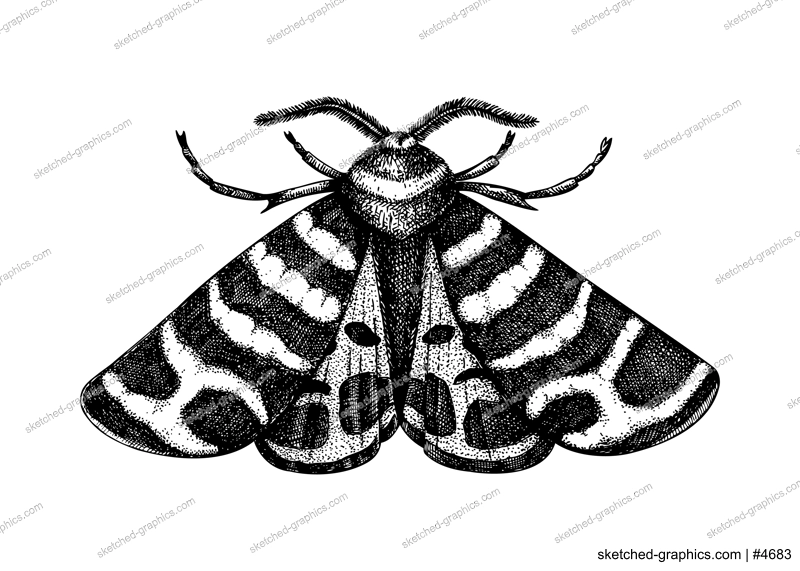 Sketched Tiger moth illustration. Hand-drawn butterfly in vintage style. Entomological vector drawing of insects isolated on white background.