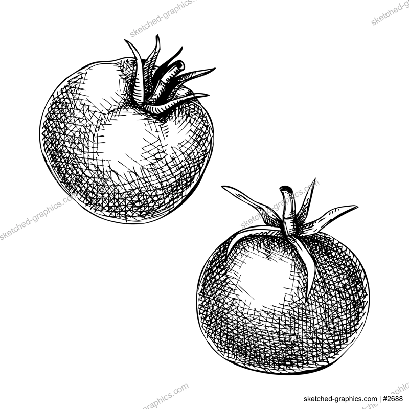 Fresh tomato sketch. Hand-sketched Vegetable illustration. Healthy food plant. Vector drawing of raw cultivated red tomato's. Fruit for grocery, markets, packaging, recipes, menus design.