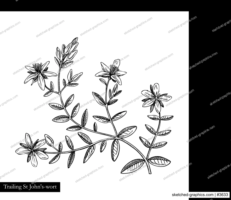 Trailing St John's-wort vector illustration. Hand drawn summer flower sketch isolated on white background. Herbs, meadows or woodlands flowering plant drawing. Floral design element in engraved style