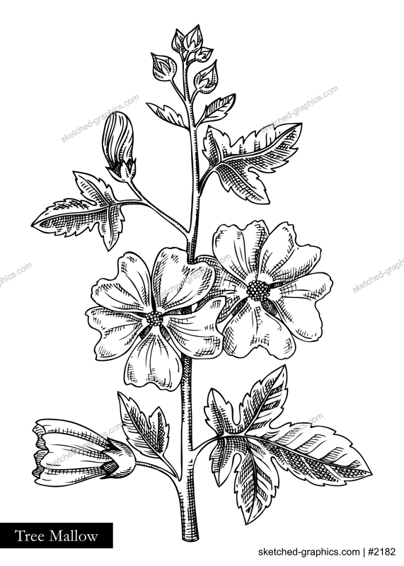 Tree mallow vector illustration. Hand drawn summer flower sketch. Hibiscus drawing isolated on white background. Malva flowering plant. Floral design element in engraved style