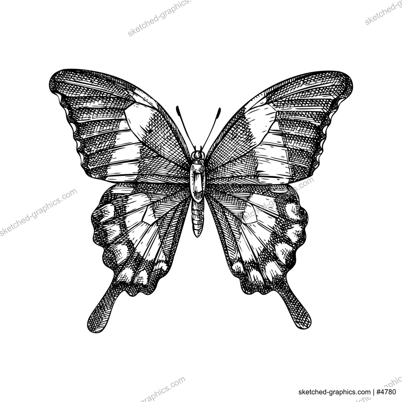 Tropical butterfly sketch. Hand drawn insect vector illustration. Exotic nature design element. NOT AI generated