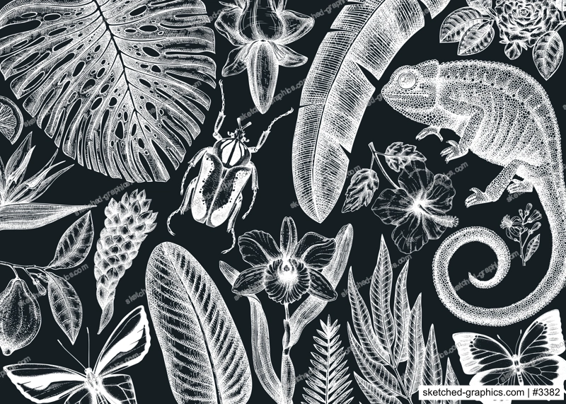 Tropical banner design on chalkboard. Vector frame with hand drawn tropical plants, exotic flowers, palm leaves, insects and chameleon. Vintage wildlife background with tropical plants and animals.