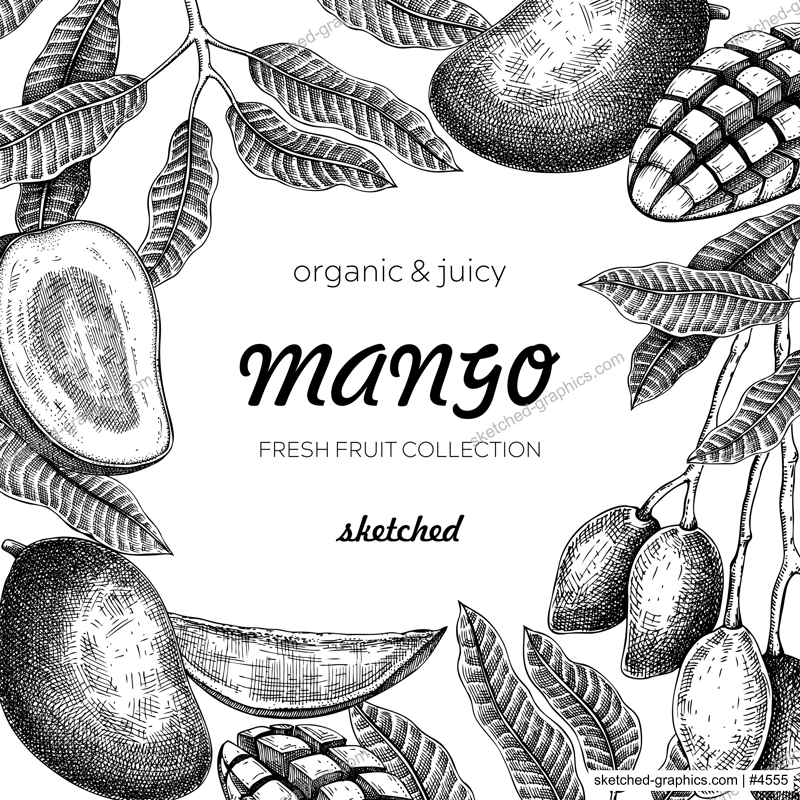 Tropical fruit frame. Ripe mango sketch. Hand drawn vector illustration. Packaging, menu template, juice design. Exotic plants background. NOT AI generated.