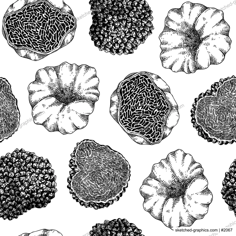 Truffle seamless pattern.  Edible mushroom background. Forest fungus sketch. Fungal protein, mycoprotein source. Healthy food and plant-based meat substitutes texture design