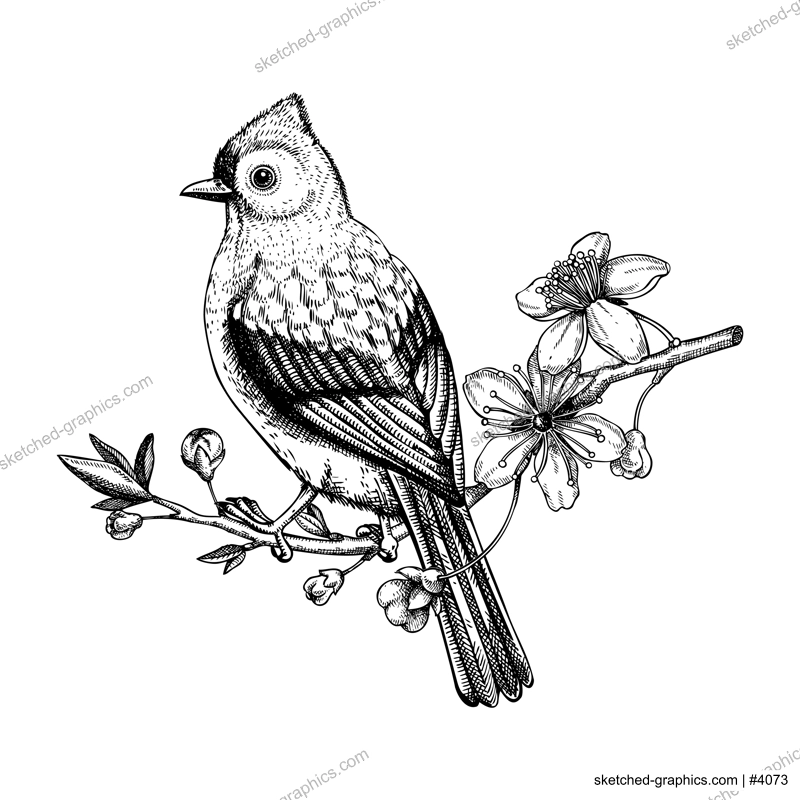 Tufted titmouse sitting on flowering cherry branch sketch. Vector spring illustration isolated on white background. Hand drawn passerine bird on blooming sakura tree with leaves and flowers design 
