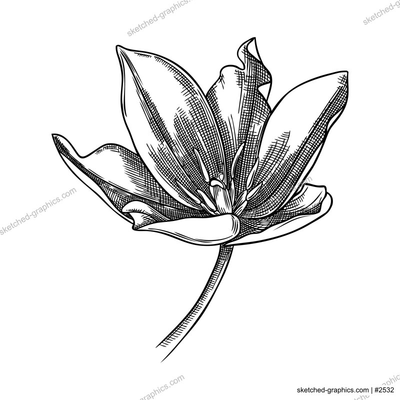 Elegant tulip illustration. Botanical drawing of summer flowers. Hand-drawn garden tulip bud. Engraved style floral drawing on white background. Hand-sketched flower for wedding or brand design