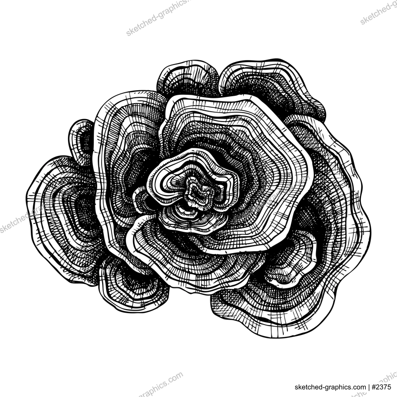 Turkey Tail drawing. Hand sketched illustration of medicinal mushroom. Natural adaptogen sketch in vintage style. Adaptogenica mushrooms drawing isolated on white.