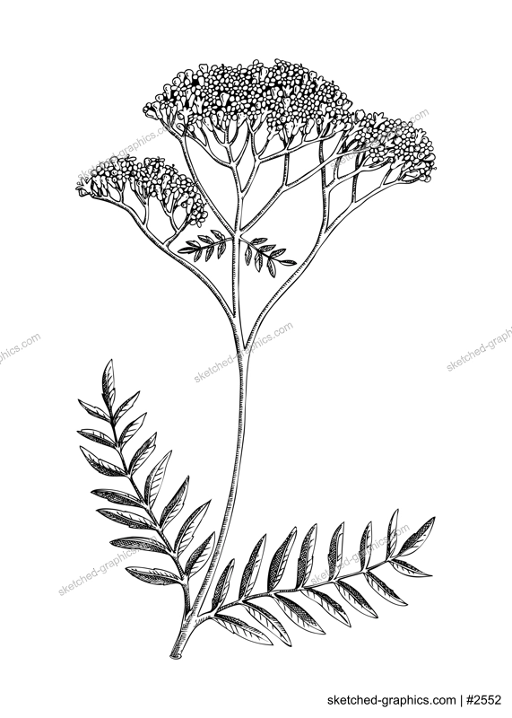 Valerian sketch. Apothecary plant drawing. Herbal remedies, medicinal plant, natural medicine hand-drawn vector illustration. NOT AI genereted