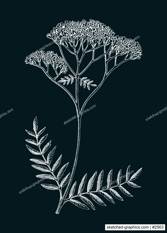 Valerian sketch. Apothecary plant drawing. Herbal remedies, medicinal plant, natural medicine hand-drawn vector illustration on chalkboard. NOT AI genereted