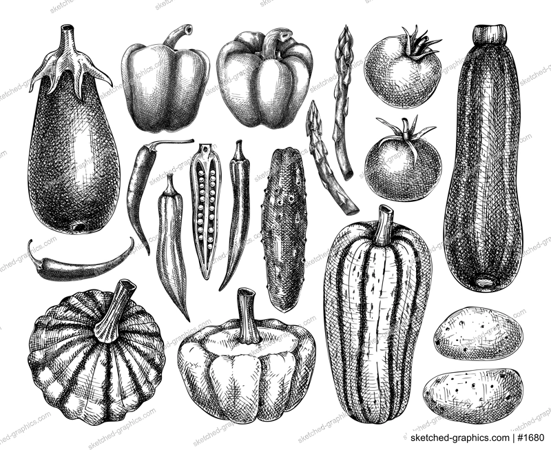 Hand-sketched Vegetable collection. Vector set of hand drawn tomatoes, squashes peppers, asparagus, potatoes, asparagus drawings. Vintage plants elements in engraved style. Vegetables outlines set.