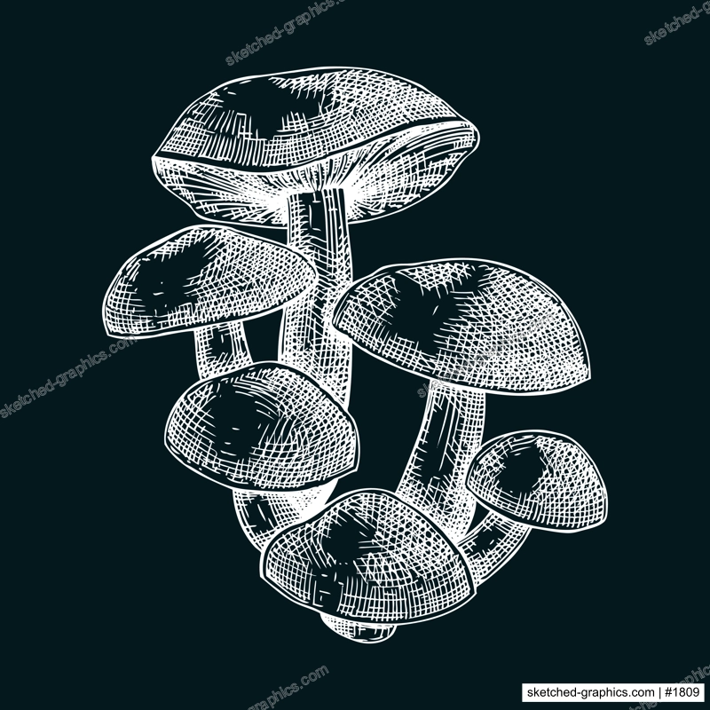 Velvet shank mushroom sketch. Edible fungus illustration. Fungal protein, mycoprotein, plant-based product healthy food design element. Forest mushroom drawing on chalkboard